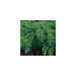 Bambou parapluie - fargesia murieliae 'simba' - 50 - 60 cm pot