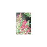 Bambou sacr� red light' taille du pot - en pot de 5 litres