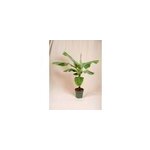 Bananier musa 150cm - plante d'int�rieur