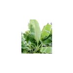 Bananier musa sikkimensis 6 l 80 - 100 cm