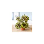 B�gonia croix de fer sans cache - pot