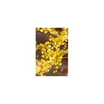 Bouleau nain 'goldentreasure' taille du pot - en pot de 3 litres