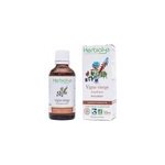 Bourgeons de vigne vierge - amp�lopsis 5