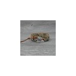 Bracelet dveloppement en jaspe