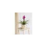Bromelia amira