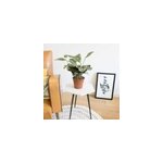 Calathea amabilis sans cache - pot Calathea amabilis sans cache - pot