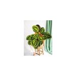Calathea m�daillon