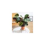 Calatha mdaillon, plante dpolluante