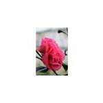 Cam�lia 'anticipation' taille du pot -