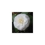 Cam�lia blanc - camellia japonica - 40 - 50 cm pot