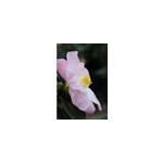 Camelia 'fanch le moal' taille du pot -