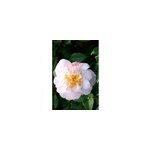 Cam�lia 'high fragrance' taille du pot