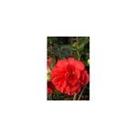 Cam�lia 'tom knudsen' (grande taille) taille du pot - en conteneur (hauteur �