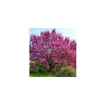 Cercis siliquastrum:arbre de jude 5 l 140 - 150