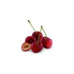 Cerisier nain ch�rie cherry - nains de jardins ; - pot de l