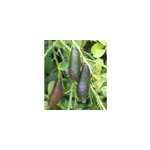 Citron caviar pulpe jaune 9 l - 140 - 160 cm