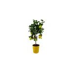 Citronnier citrus limon sur tige Citronnier citrus limon sur tige