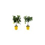 Citronnier citrus limon sur tige - 2 Citronnier citrus limon sur tige - 2