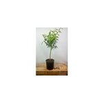 Citronnier yuzu' taille du pot - en pot de 5 litres