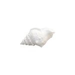 Coquillage blanc décoratif Coquillage blanc décoratif