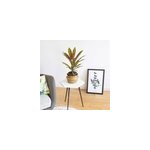 Cordyline red edge + cache - pot