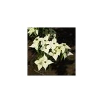 Cornouiller du japon - cornus kousa 'milky way' - 50 - 60 cm pot