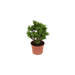 Crassula ovata hobbit l