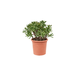 Crassula ovata hobbit xl