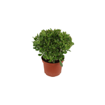 Crassula ovata minor l