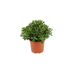 Crassula ovata minor m