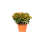 Crassula ovata sunset m