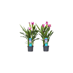 Curcuma al siam splash - 2