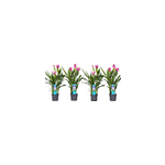 Curcuma al siam splash - 4