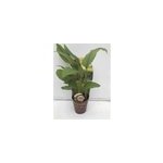 Curcuma longa safran des indes 2 l 0 - 80 cm