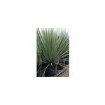 Dasylirion taille du pot - en conteneur (hauteur � la livraison 60 80 cm)