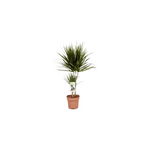 Dracaena dragon tree (arbre dragon)