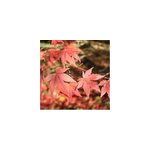 �rable du japon - acer palmatum 'atropurpureum' - 50 - 60 cm pot