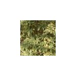 �rable du japon - acer palmatum 'butterfly' - 40 - 60 cm pot