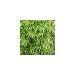�rable du japon - acer palmatum 'dissectum' - 50 - 60 cm pot