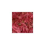 �rable du japon - acer palmatum 'garnet' - 40 - 50 cm pot