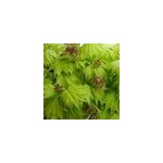 �rable du japon dor� - acer shirasawanum 'aureum' - 25 - 30 cm pot