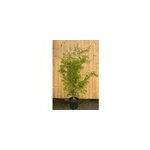 �rable du japon 'scolopendrifolium' (grande taille) taille du pot - en conteneu