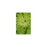 Erable du japon 'summer gold' taille du pot - en pot de 2 litres