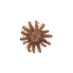 Etoile mer acanthaster planci Etoile mer acanthaster planci
