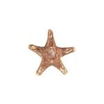 Etoile de mer choriaster - 18 � 21 cm