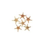 Etoiles mer rhino protoreaster nodosus Etoiles mer rhino protoreaster nodosus