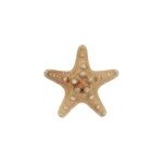 Etoiles mer rhino protoreaster nodosus