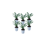Eucalyptus baby blue s - 6