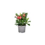 Euphorbia milii pine du christ