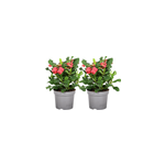Euphorbia milii pine du christ - x2